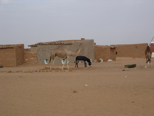 Dakhla. camellos y algn que otro amigo