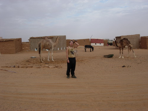 Dakhla. ... camellos, algn amigo y algun  que otro ejemplar tambin de buen ver